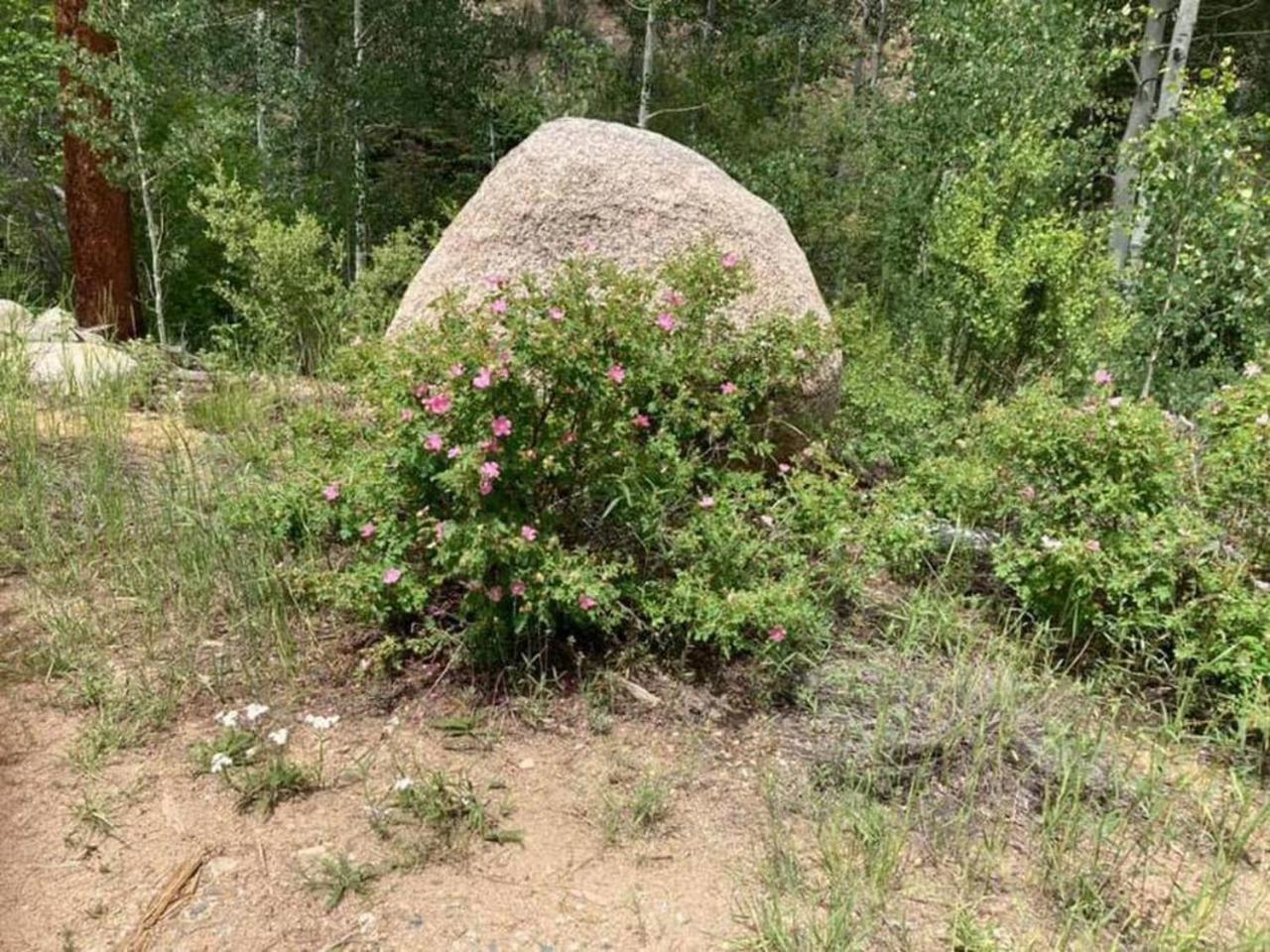 Private 313 Acre Retreat/Lakes/Direct Forest Entry Buena Vista Exterior foto